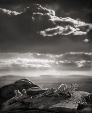 Artwork Title: Cheetah Cubs Lying On Rock