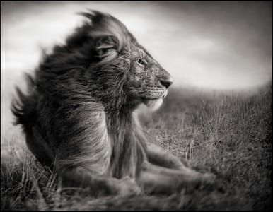 Artwork Title: Lion Before Storm Ii