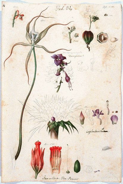Artwork Title: Botanical Drawing From The Torner Collection
