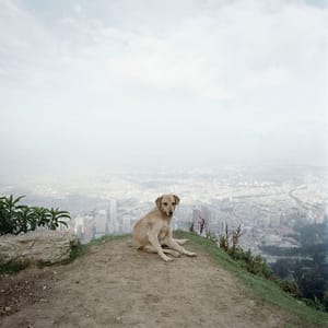 Artwork Title: Dog Days, Bogotá - Untitled 02
