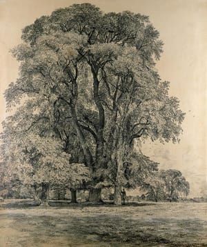 Artwork Title: Elm Trees In Old Hall Park