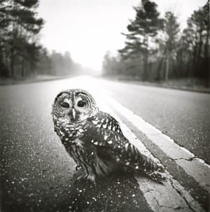 Artwork Title: Wounded Owl