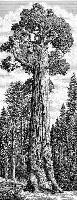 Artwork Title: Giant Sequoia Tree
