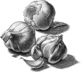 Artwork Title: Heads Of Garlic