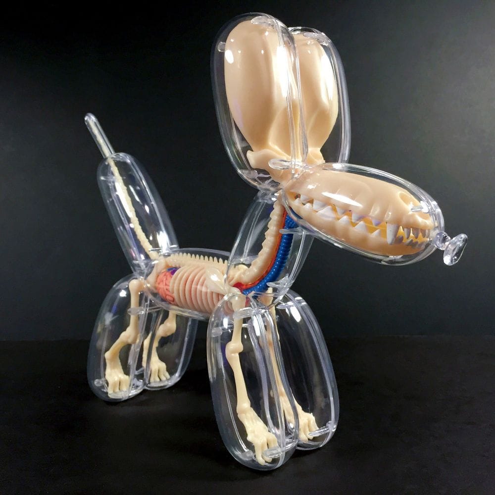 Artwork Title: Balloon Dog Anatomical Model