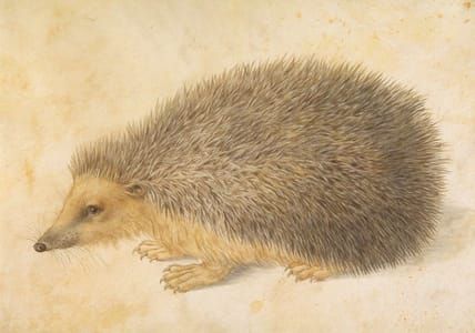 Artwork Title: A Hedgehog (Erinaceus roumanicus)