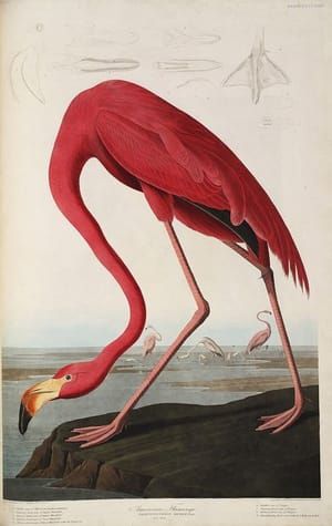 Artwork Title: American Flamingo 