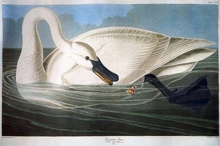 Artwork Title: Trumpeter Swan 