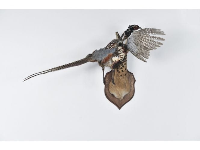 Artwork Title: Transviére Warrior (Pheasant 2)
