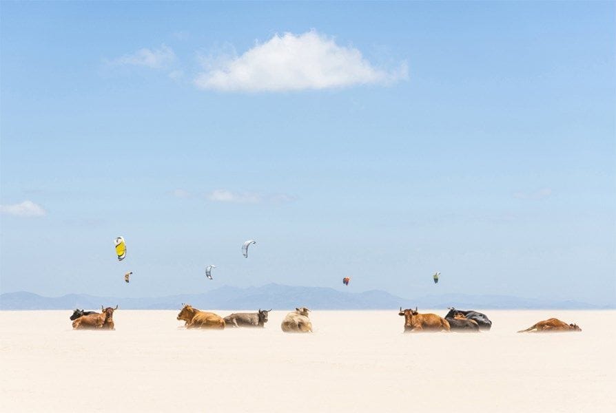Artwork Title: Cows And Kites