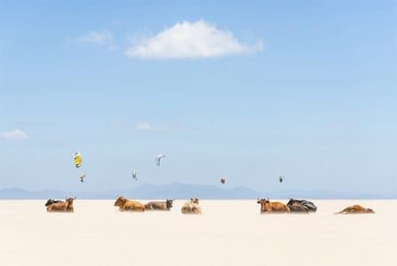 Artwork Title: Cows And Kites