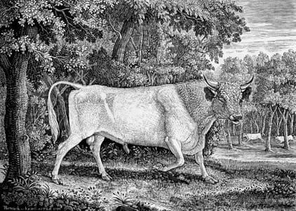 Artwork Title: The Chillingham Bull