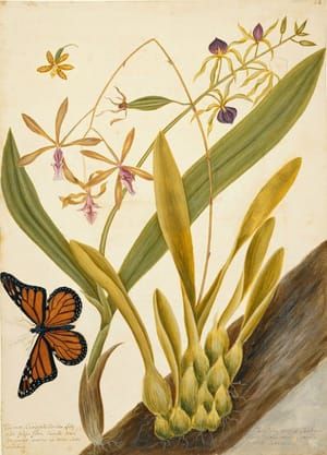 Artwork Title: A Monarch Butterfly, With Orchids