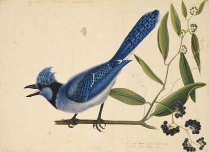 Artwork Title: The Blue Jay and the Bay-Leaved Smilax