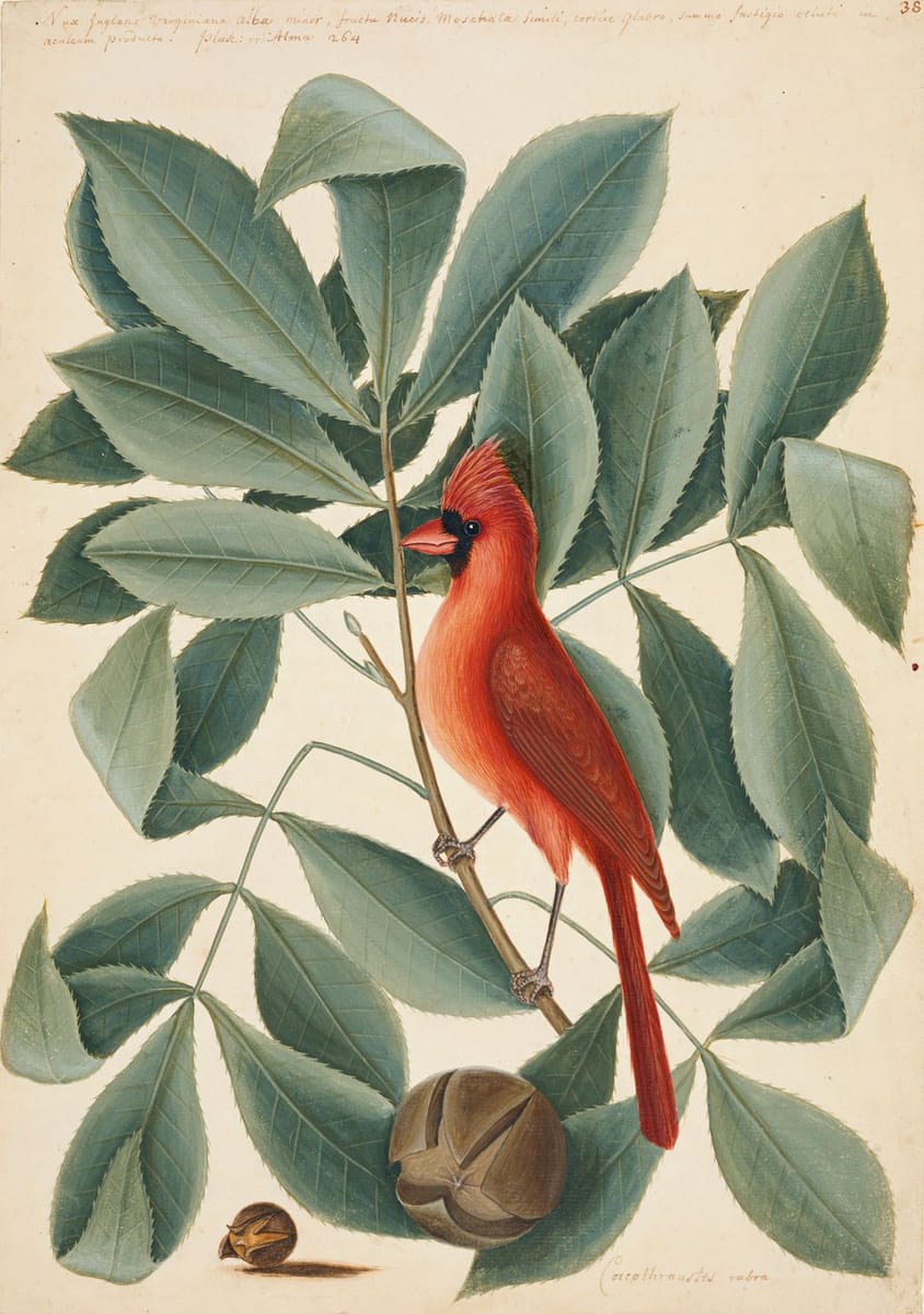 Artwork Title: The Red Bird, the Hiccory Tree, and the Pignut