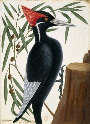 Artwork Title: Ivory-Billed Woodpecker and Willow Oak