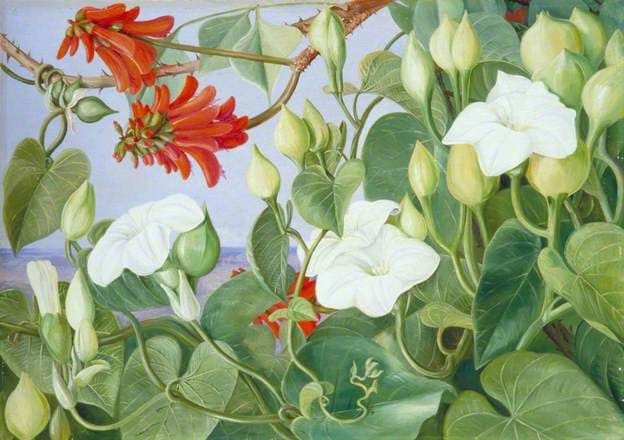 Artwork Title: White Convolvulus and Kaffirboom, Painted at Durban, Natal
