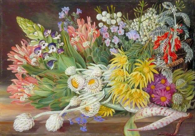 Artwork Title: A Medley of Flowers from Table Mountain, Cape of Good Hope
