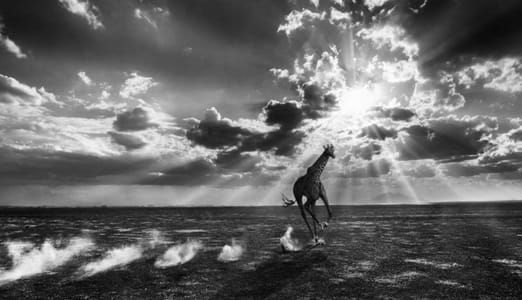 Artwork Title: Untitled