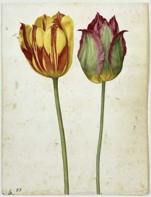 Artwork Title: Two tulips