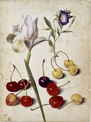 Artwork Title: Spanish iris, morning glory and cherries