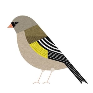 Artwork Title: Oriental Greenfinch