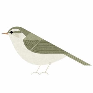 Artwork Title: Japanese Leaf Warbler