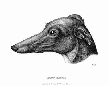 Artwork Title: Greyhound's Profile