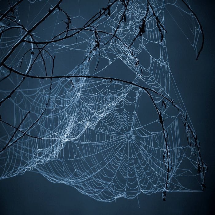 Artwork Title: Webs.4
