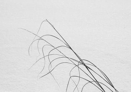 Artwork Title: Reeds after snowfall