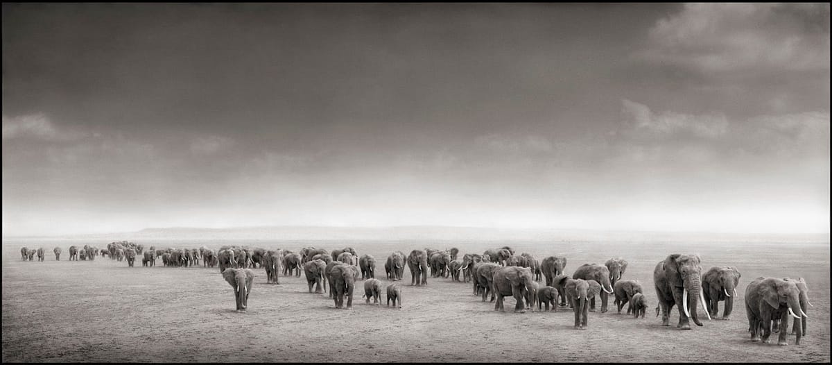 Artwork Title: Elephant Exodus