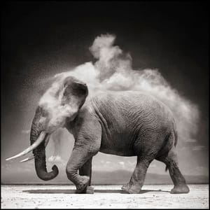 Artwork Title: Elephant