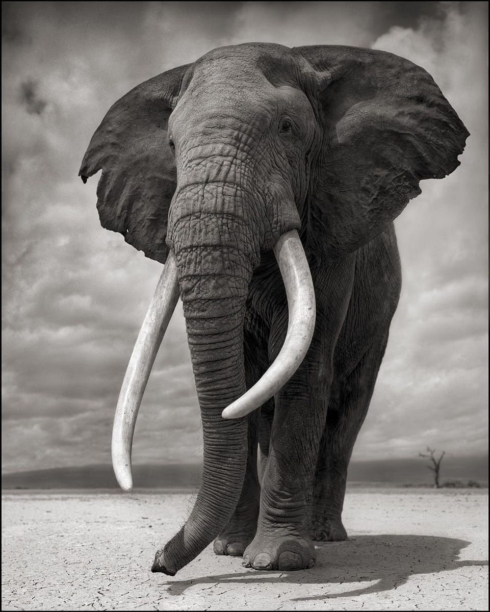 Artwork Title: Elephant On Bare Earth