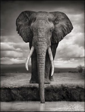 Artwork Title: Elephant Drinking