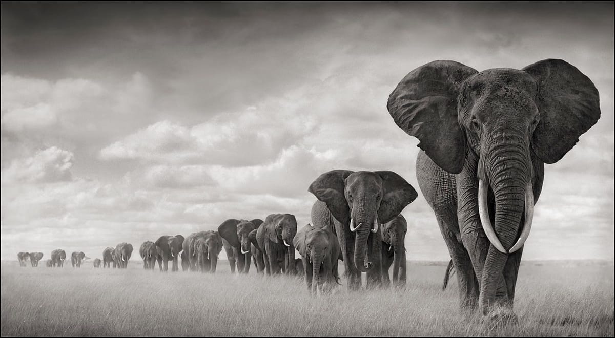 Artwork Title: Elephant Walking Through Grass