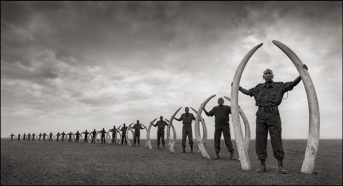 Artwork Title: Rangers With Tusks Of Killed Elephants