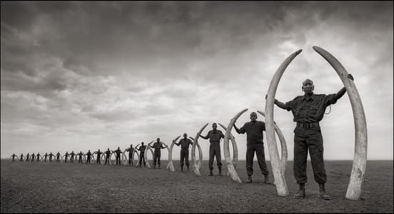 Artwork Title: Rangers With Tusks Of Killed Elephants