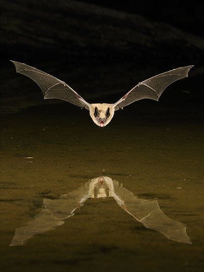 Artwork Title: undefined