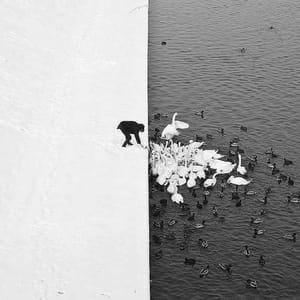 Artwork Title: A Man Feeding Swans in the Snow