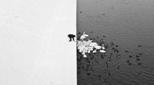 Artwork Title: A Man Feeding Swans in the Snow