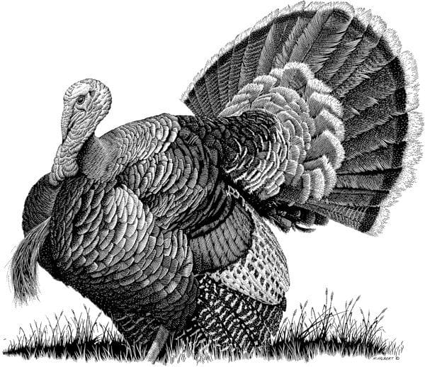 turkey drawing black and white