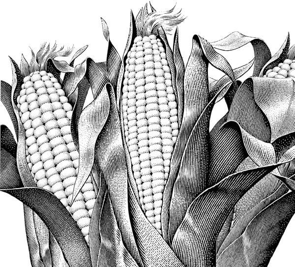 Artwork Title: Ears Of Corn