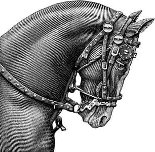 Artwork Title: Head Of A Horse