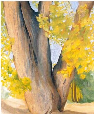 Artwork Title: Untitled (Cottonwood tree)