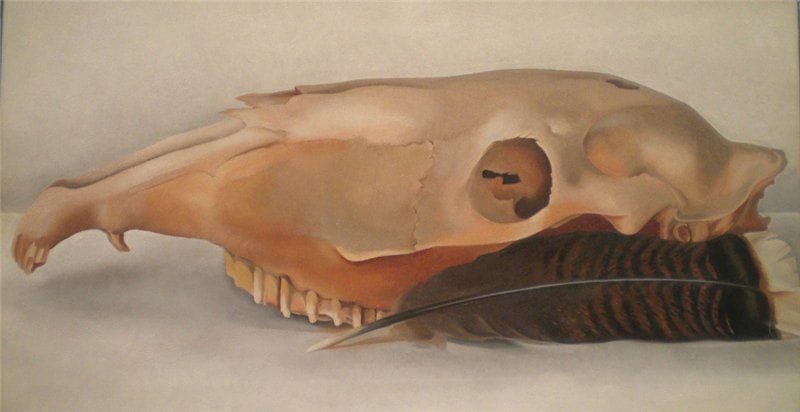 Artwork Title: Horizontal Horse's or Mule's Skull with Feather