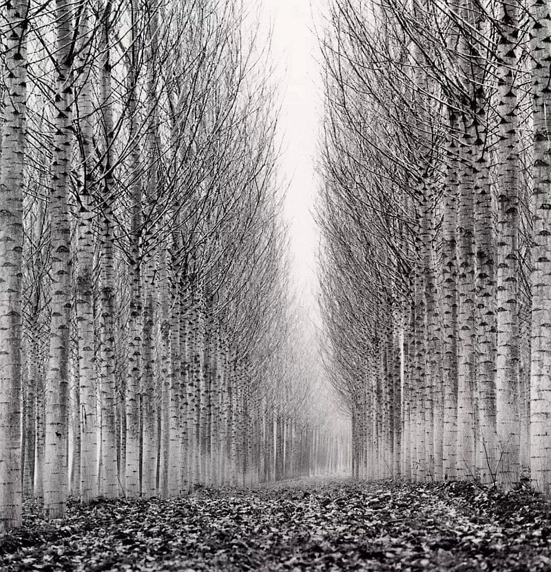 Artwork Title: Corridor Of Leaves, Italy