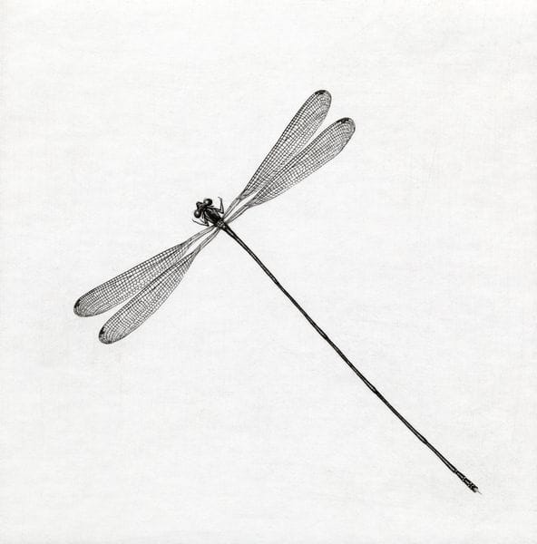 Artwork Title: Brazilian Dragonfly I