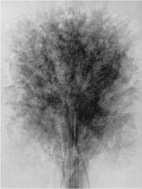 Artwork Title: Blossfeldt...after Karl Blossfeldt 'art Forms In Nature'