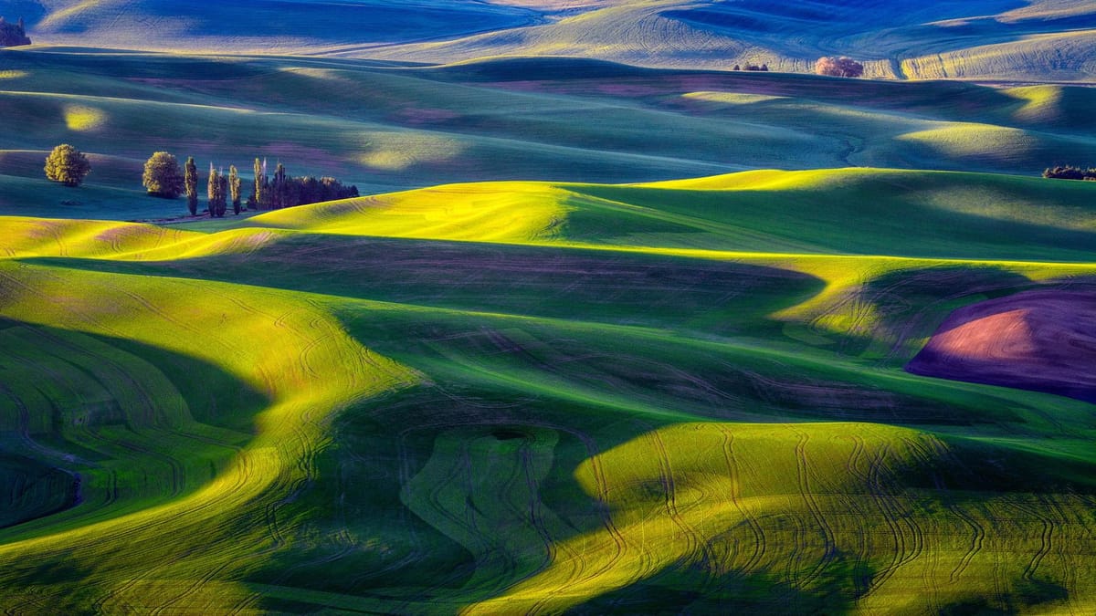 Artwork Title: Morning In The Palouse