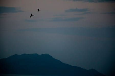 Artwork Title: Two Birds At Dawn - Panama Canal On The Pacific